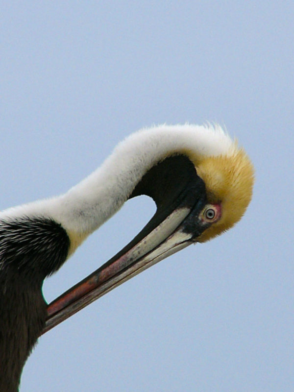 Pelican Head Shot, image copyright Rhonda McDougall